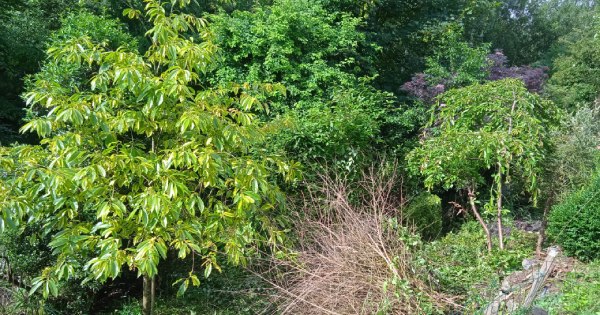 Entretien jardin Maubeuge